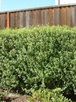 A well-trimmed green hedge borders a area with a wooden fence behind it. The ground is covered with soil and some smaller plants in the foreground.