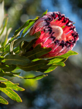 Close-up of a blooming Protea 'Possum Magic' 6" Pot, featuring pink and black petals nestled among green leaves, with sunlight filtering through in the background.
