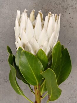 A Protea 'Donna' in a 6" pot featuring a single white flower with green leaves, set against a gray textured background.