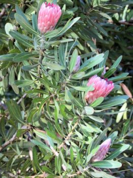 A cluster of pink protea flowers with elongated green leaves on a bushy plant.