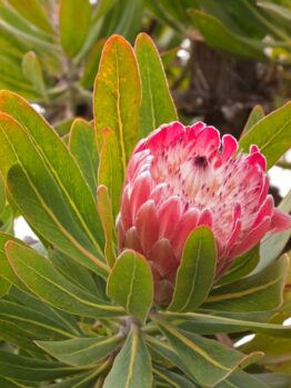 A close-up of the Protea 'Frosted Fire' in a 6" pot showcases its vibrant pink petals surrounded by lush green leaves. The partially open petals reveal intricate details within.