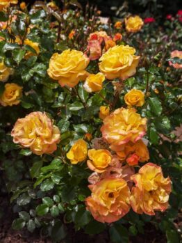 A cluster of 'Bright Smiles' Rose bushes in full bloom among green leaves and dewdrops in a garden.