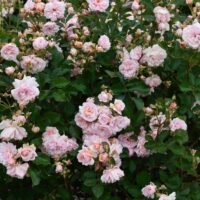 A dense cluster of Rose 'Angela Taylor' 3ft Standard Roses in full bloom with pale pink petals and lush green foliage.