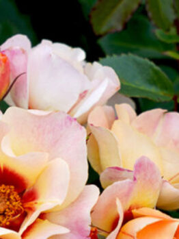 A close-up of the Rose 'Moonlight' Climber, showcasing peach, pink, and orange roses with lush green leaves in the background.