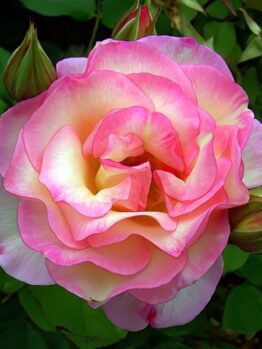 Close-up image of a Rose 'Angela Taylor' Bush Form in full bloom, its pink and yellow petals glowing, surrounded by lush green leaves and delicate rosebuds.