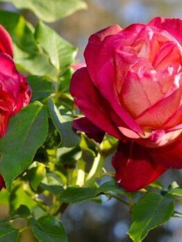 Rose 'General Gallieni'