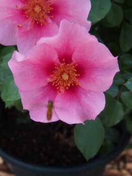 Two pink flowers with yellow centers in a potted plant, surrounded by lush green leaves, evoke the elegance of a Rose 'See You® in Pink' Bush Form. A small insect is seen on the lower flower.