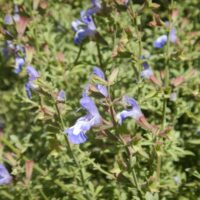 Salvia muirii 'Cape Sage' in a 10cm pot features small purple-blue flowers and dense green foliage, shown here basking in natural sunlight.