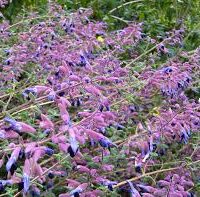 A cluster of flowering plants with numerous purple and dark blue blossoms among green foliage, the Salvia 'Pine Mountain Sage' 4" Pot features beautiful blooms.