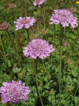 Several Scabiosa 'Power Puff Mauve' pincushion flowers in 6" pots are in bloom amidst a field of lush green foliage.