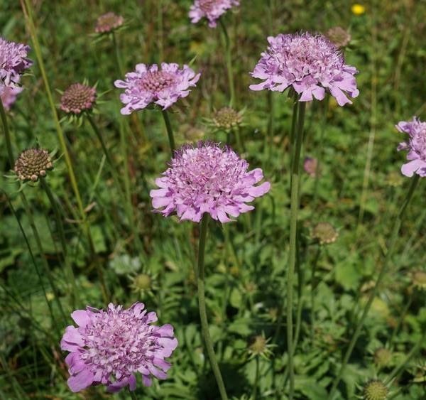 Several Scabiosa 'Power Puff Mauve' pincushion flowers in 6" pots are in bloom amidst a field of lush green foliage.