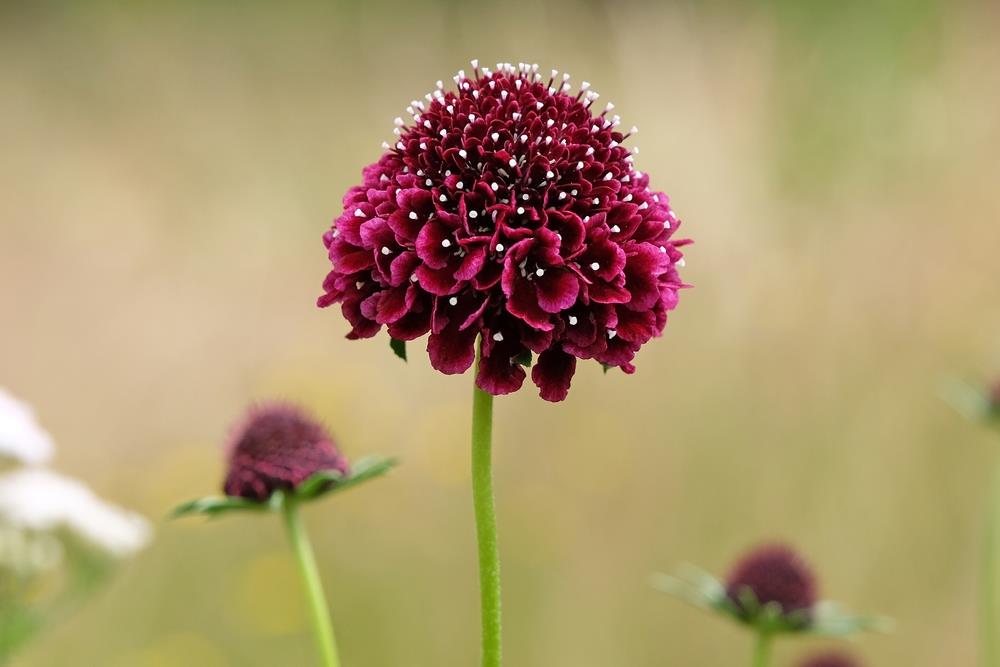 Close-up of a dark purple round flower with thin green stem against a blurred natural background.