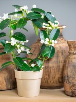 A potted plant with white flowers is placed in front of three wooden vases of varying sizes on a shelf.