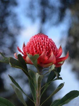 A detailed shot of the Telopea 'Enchanted® Flame' Waratah in a 6" pot, showcasing its vibrant red petals and lush green leaves, with a soft focus on the blue sky and dark foliage in the background.
