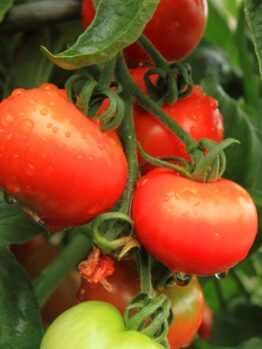 Close-up of red 'Money Maker' tomatoes on the vine with green leaves in the background. Water droplets are visible on the surface of the tomatoes.