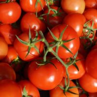 A Tomato 'Truss' 4" Pot, featuring ripe red tomatoes with some green stems still attached, rests beside a pot.