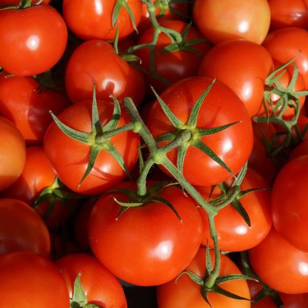 A Tomato 'Truss' 4" Pot, featuring ripe red tomatoes with some green stems still attached, rests beside a pot.