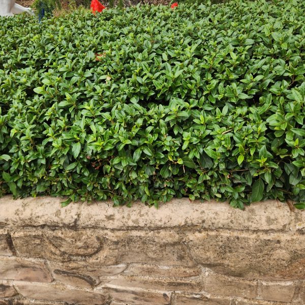 A Jacaranda 'Bonsai Blue' (PBR) 20" Pot with lush green leaves forms a neat hedge above a stone wall.