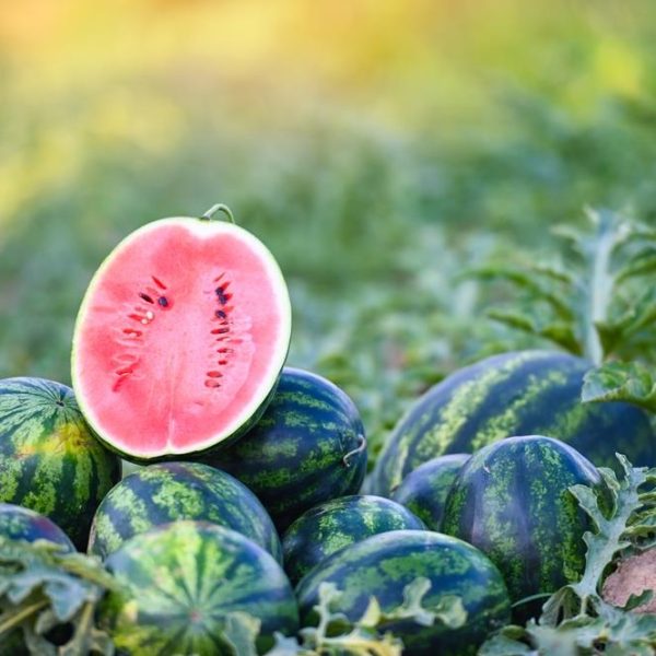 A sliced watermelon is displayed on top of a pile of whole watermelons in a field. The slice reveals the fruit's red flesh and black seeds, while green leaves surround the watermelons. Nearby, a Watermelon 4" Pot holds a young plant ready to join the vibrant display.