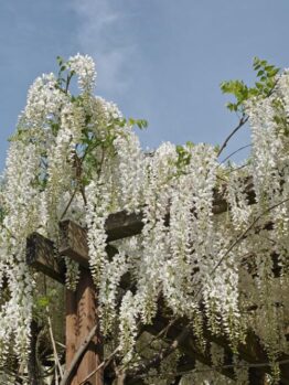 White wisteria flowers cascade down from a wooden trellis against a clear blue sky.