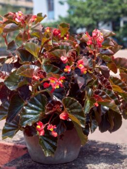 Potted plant with dark green leaves and small red flowers placed on an outdoor surface. Buildings and greenery are visible in the background.