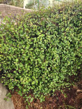 Dense green foliage with small round leaves forms a hedge next to a stone structure, enhanced by the elegant Jacaranda 'Bonsai Blue' (PBR) 20" Pot, adding purple blooms to the lush scene.