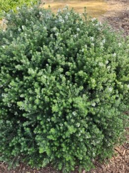 A dense, green shrub with small white flowers planted in mulch near a concrete pathway.