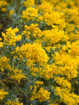 Close-up of bright yellow blossoms clustered on branches of a flowering shrub, Acacia howittii 'Sticky Wattle' in a 10" pot. Green foliage is interspersed throughout.
