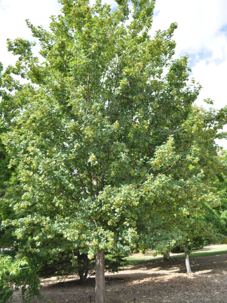 A leafy green tree stands outdoors on a sunny day, surrounded by a small patch of brown soil and other greenery in the background.