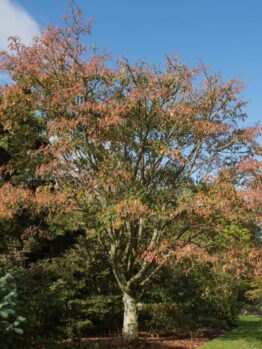 An eye-catching Acer 'Snake Bark' Maple with red-tinged foliage stands amidst other green trees and bushes in a garden under a clear blue sky, planted in a 16" pot.