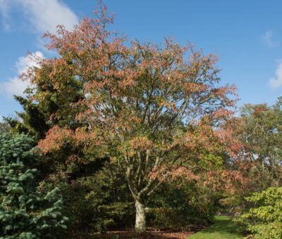 An eye-catching Acer 'Snake Bark' Maple with red-tinged foliage stands amidst other green trees and bushes in a garden under a clear blue sky, planted in a 16" pot.