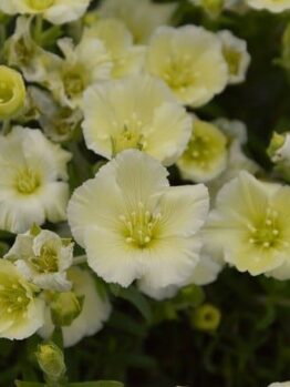 Close-up of a cluster of delicate pale yellow flowers with green foliage in the background, all thriving in an Arenaria 'Summer Lemon' 6" Pot.