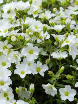 A dense cluster of small white flowers with green centers and numerous unopened buds amidst green foliage, resembling the delicate beauty of Arenaria 'Mountain Sandwort'.