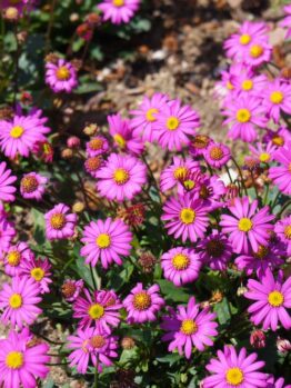 A group of small, pink daisy-like flowers with yellow centers, specifically the Brachyscome 'Pacific Cloud' Native Daisy in a 6" pot, flourishing in a garden bed amidst soil and dry leaves.