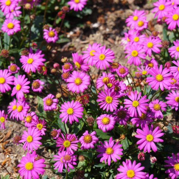 A group of small, pink daisy-like flowers with yellow centers, specifically the Brachyscome 'Pacific Cloud' Native Daisy in a 6" pot, flourishing in a garden bed amidst soil and dry leaves.