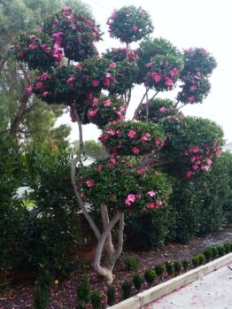 Tall Camellia sasanqua 'Hiryu' in a 16" Pot, boasting clusters of bright pink flowers and lush green foliage, stands near a hedge and a pedestrian pathway. Fallen pink petals are scattered on the ground, as if from an elegant Hiryu variety.