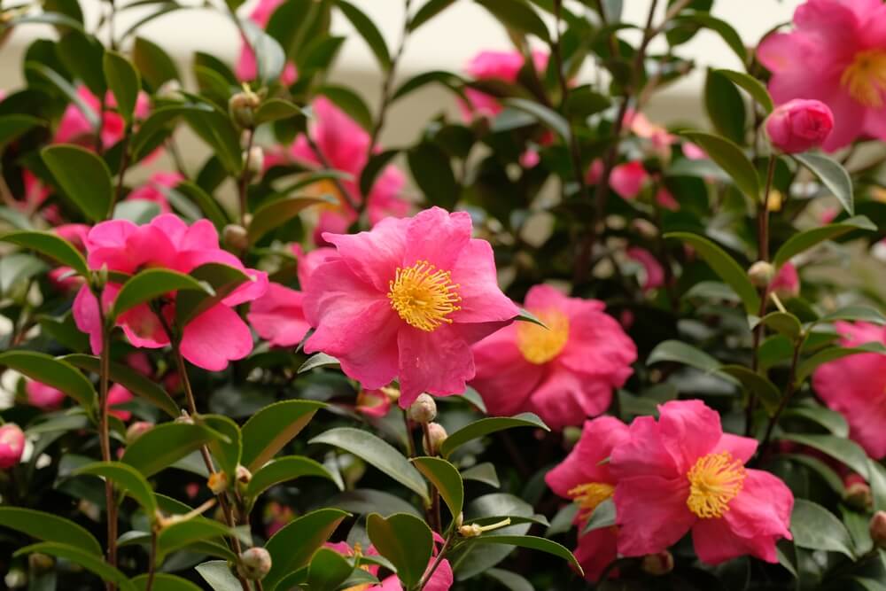 Cloud pruned Camellia sasanqua 'Jennifer Susan' 70L features several pink flowers with yellow centres blooming among glossy green leaves.