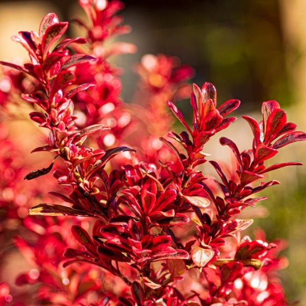 A close-up of the vibrant hues of the Sahara™ Ruby Coprosma shrub in a 7" pot features its bright red leaves against a blurred background.