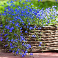Basket filled with vibrant blue flowering plants and Dampiera 'Southern Blue' in a 6" pot, placed on a wooden surface outdoors.