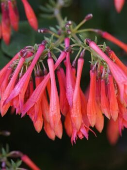 Close-up of a cluster of tubular, red-orange flowers hanging downward, surrounded by green foliage.