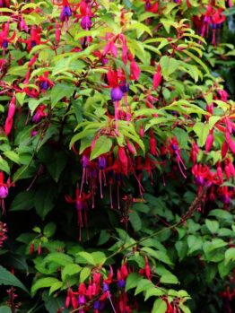 A dense bush in a 6" pot, known as Fuchsia 'Sundancer,' features abundant green leaves with numerous vibrant fuchsia flowers, each adorned with purple petals and elongated pink sepals.