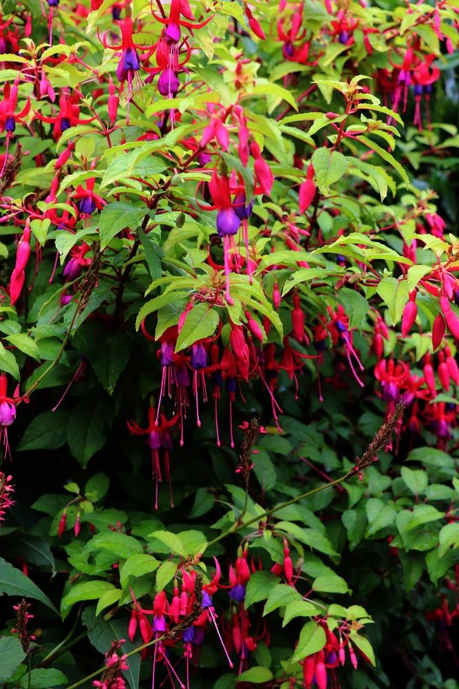 A dense bush in a 6" pot, known as Fuchsia 'Sundancer,' features abundant green leaves with numerous vibrant fuchsia flowers, each adorned with purple petals and elongated pink sepals.
