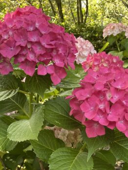 Close-up of large clusters of vibrant pink Hydrangea Schroll 'Popcorn Candy' flowers, tinged with hints of red and purple for a touch of romance, nestled among lush green leaves with delicate light pink and white hydrangea clusters in the background, all beautifully presented in an 8" pot.