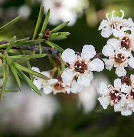 Close-up of a Kunzea 'Snowman' branch with slender green leaves and clusters of small white flowers with dark centers in full bloom, thriving in an 8" pot.