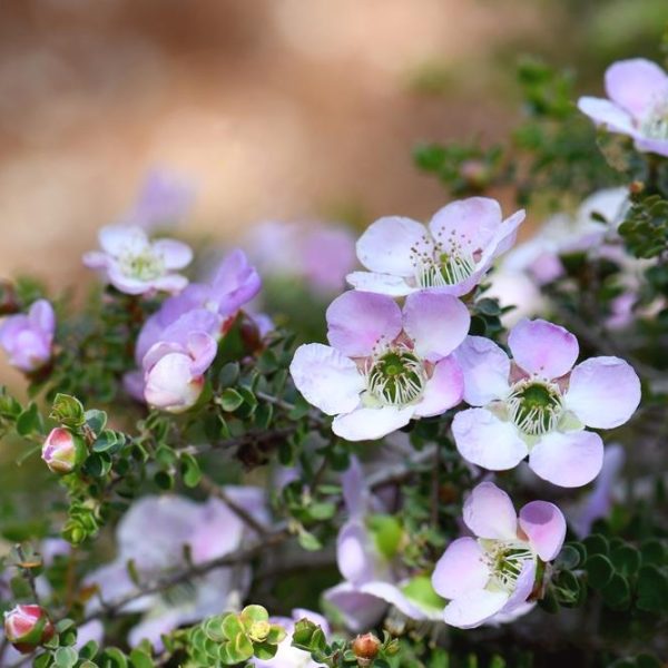 Close-up of a Leptospermum 'Lavender Queen' Tea Tree 6" Pot, showcasing small light pink flowers in full bloom along with some buds, set against green foliage and a blurred background.