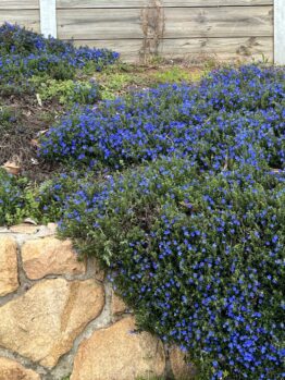A garden bed with dense clusters of small blue flowers and green foliage bordered by a stone wall and wooden fence.
