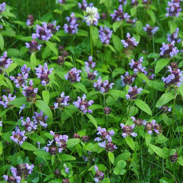 A field of small purple flowers and green leaves, reminiscent of Prunella 'Bella Lilac' in a 6" pot, covers the ground with a single white flower standing out in the background.