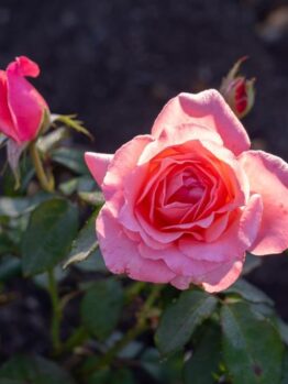 Close-up of a blooming yellow Rose 'Golden Years' 2ft Standard surrounded by rosebuds and green leaves against a dark background.