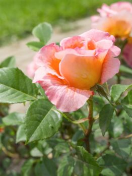 Close-up of a blooming Rose 'Magic Fire' Bush Form, showcasing stunning pink and orange hues against vibrant green leaves, set against a blurred background of grass and a walkway.
