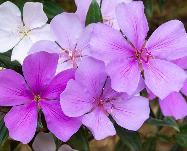 Close-up of several purple and white Tibouchina 'Lasiandra' (Copy) flowers blooming among green leaves.